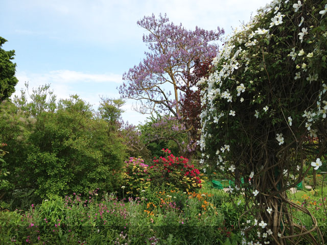 Clematis in Monet's garden