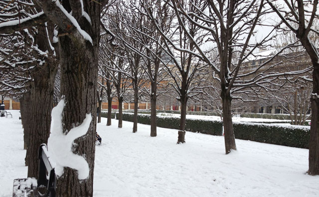 A snowbear climbing a tree in the Palais Royal gardens