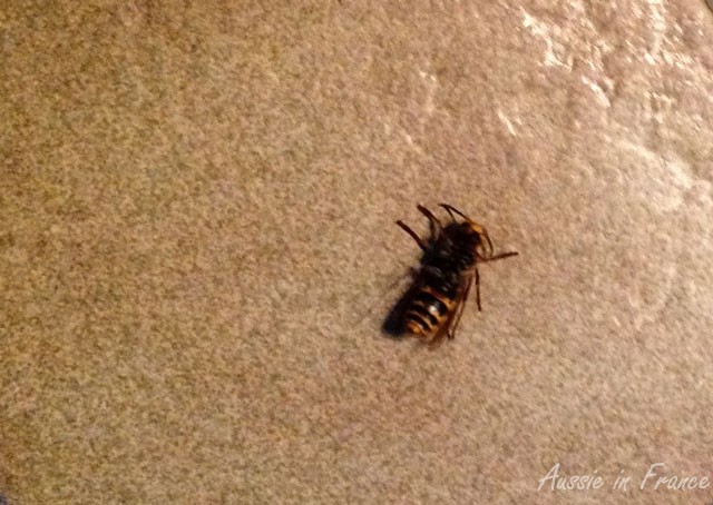 A writhing hornet up close