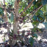 coffee_tree
