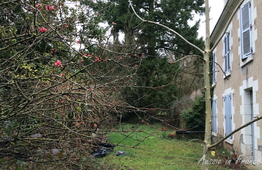 Chaenomeles japonica just coming into flower