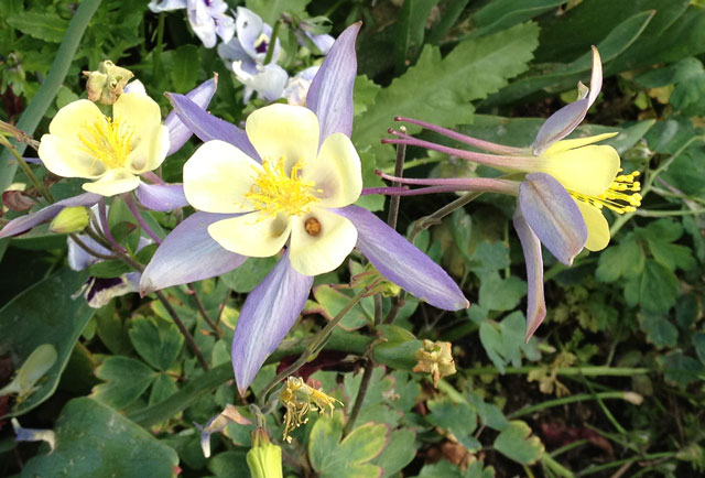 Columbines