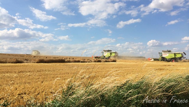 Three combine harvesters all in the same field of barley