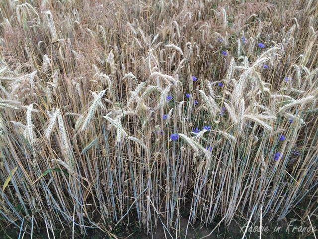 Cornflowers in a field of wheat, rye and barley
