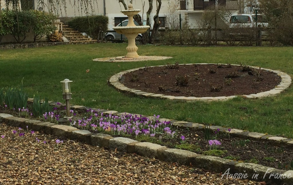 Purple crocuses, some growing through the gravel