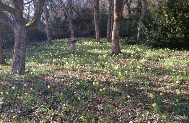 Our little wood full of daffodils