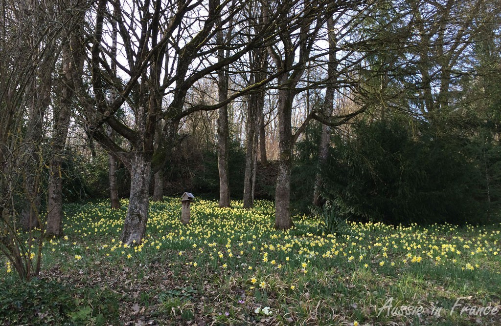 The daffodils planted by Mr and Mrs Previous Owner