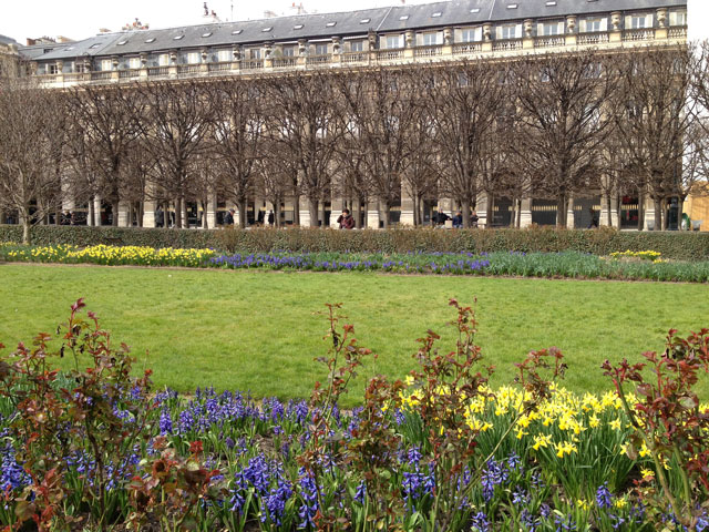 Jonquils and daffodils in the Palais Royal gardens