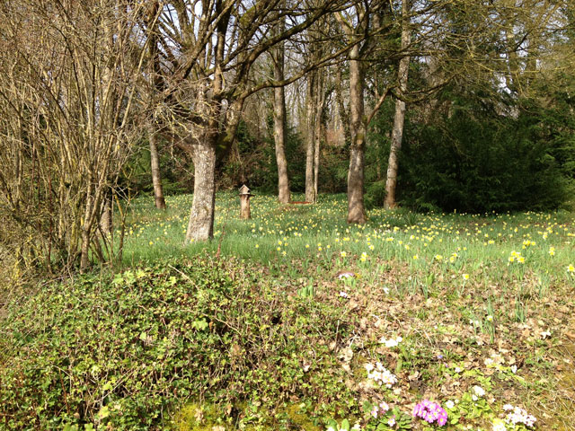 Our little wood full of daffodils and primroses