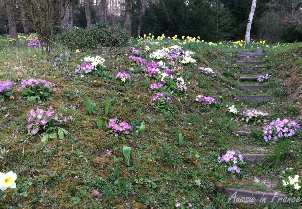 Daffodils and primroses in our little wood