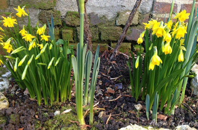 The daffodils I bought from the Red Cross stand on Place Colette and replanted