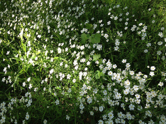 Daisies in our wood