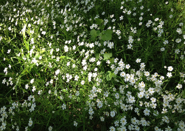Simple white daisies