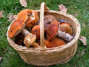 days_claise_ceps_basket