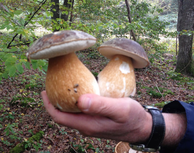 double_cep