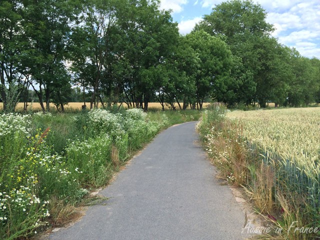 Rape and wheat with wild flowers on both sides