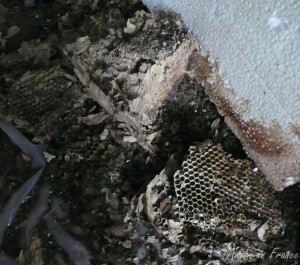 The hornets nest that fell out of the chimney stack in the bedroom fireplace
