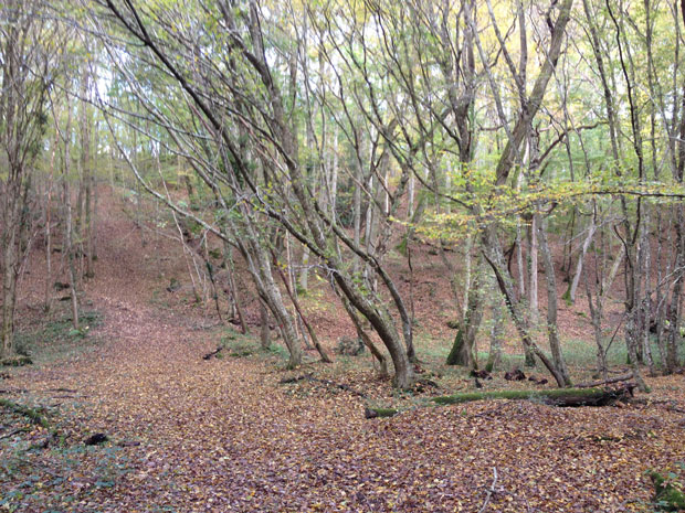 forest_clearing