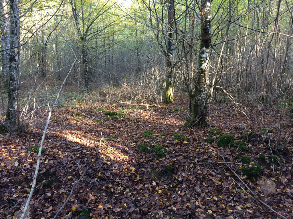 Forest floor with very little light not very good for mushrooms