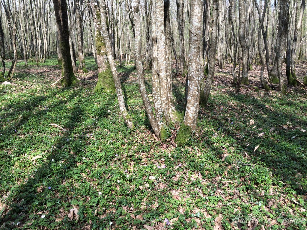 Flower-covered forest floor