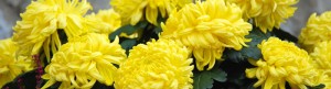 frenchchrysanthemums