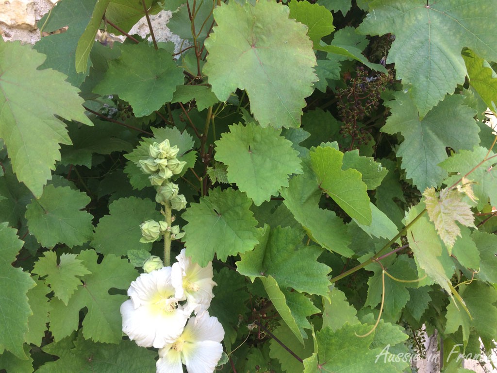 A hollyhock in our gamay grapes