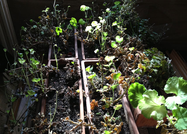 Geraniums with bright green shoots