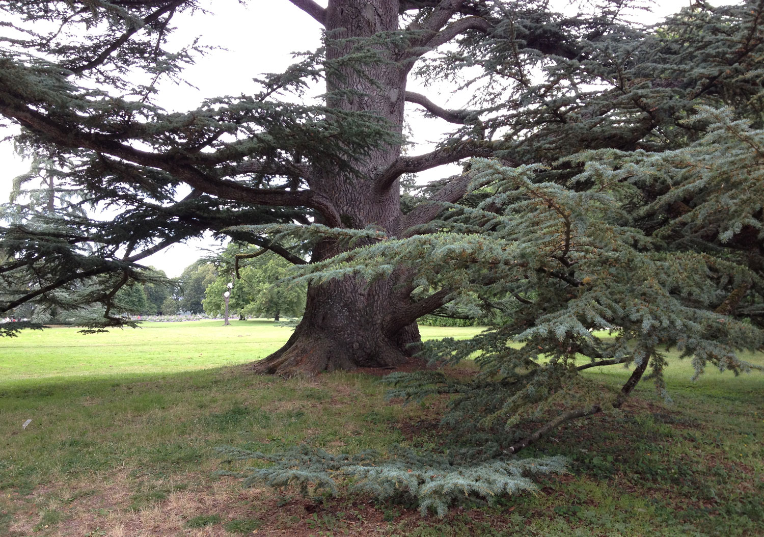 giant_cedar