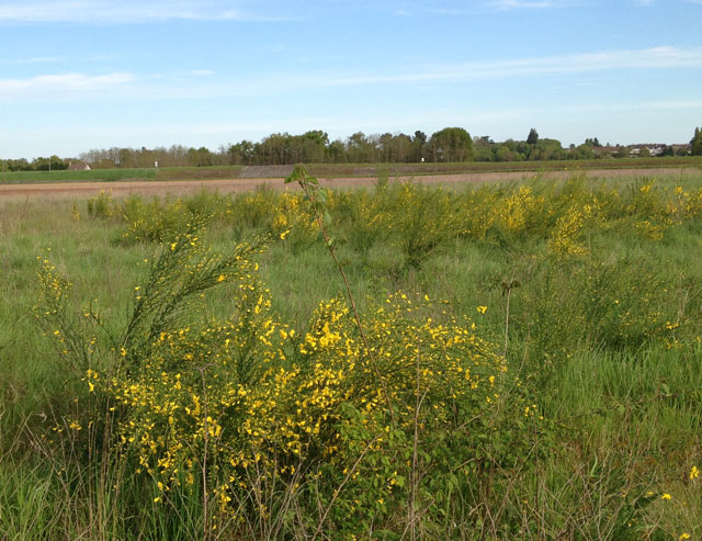 Wild broom along the Loire