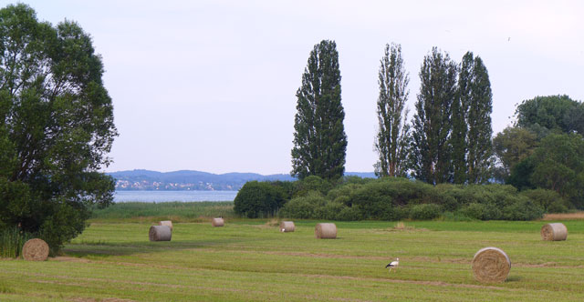 Hayfield full of storks with the lake in the distance