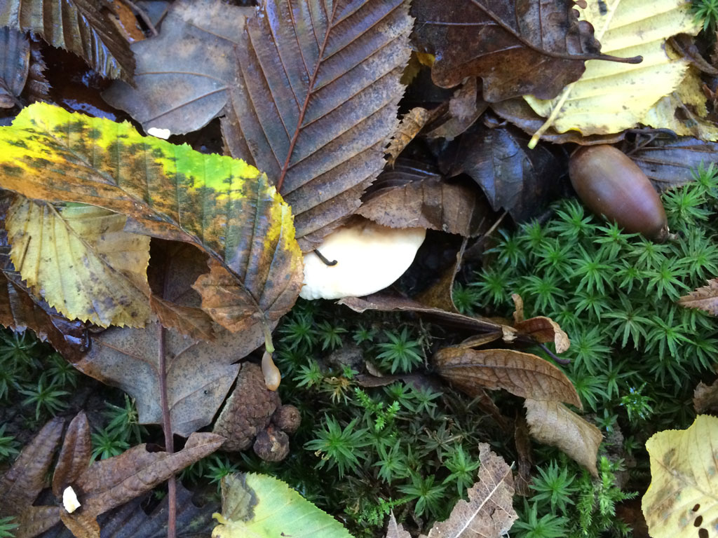 A hedgehog mushroom hidden under a leaf