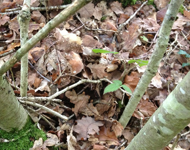 hidden_cep