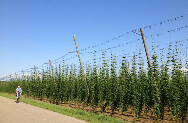 A field of hops