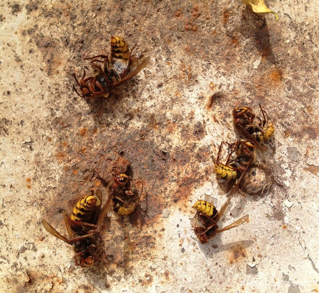 The dead hornets in the bird bath