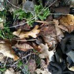 horns_in_the_ground