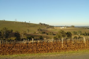 hunter_valley_vineyards_cropped