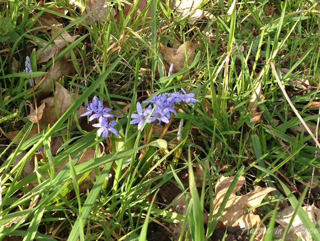 Wild hyacinths