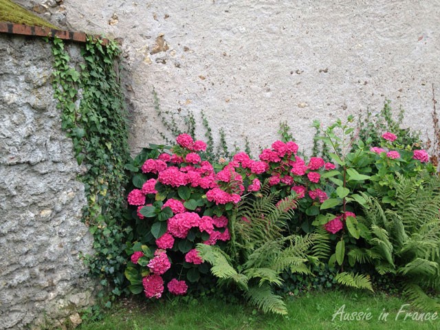 L'hortensia est un arbuste.