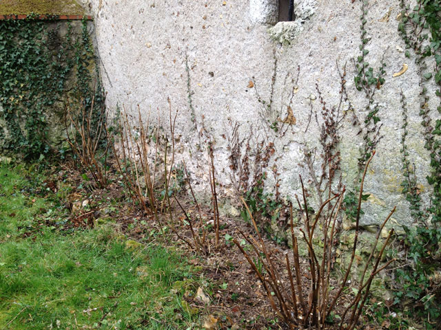 Hydrangeas after pruning