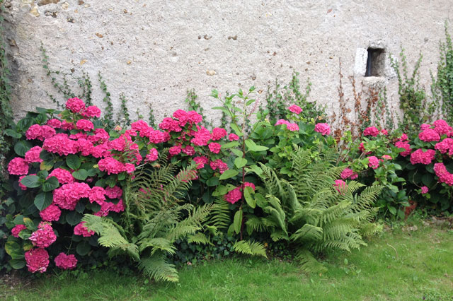 Our hydrangeas in bloom in July