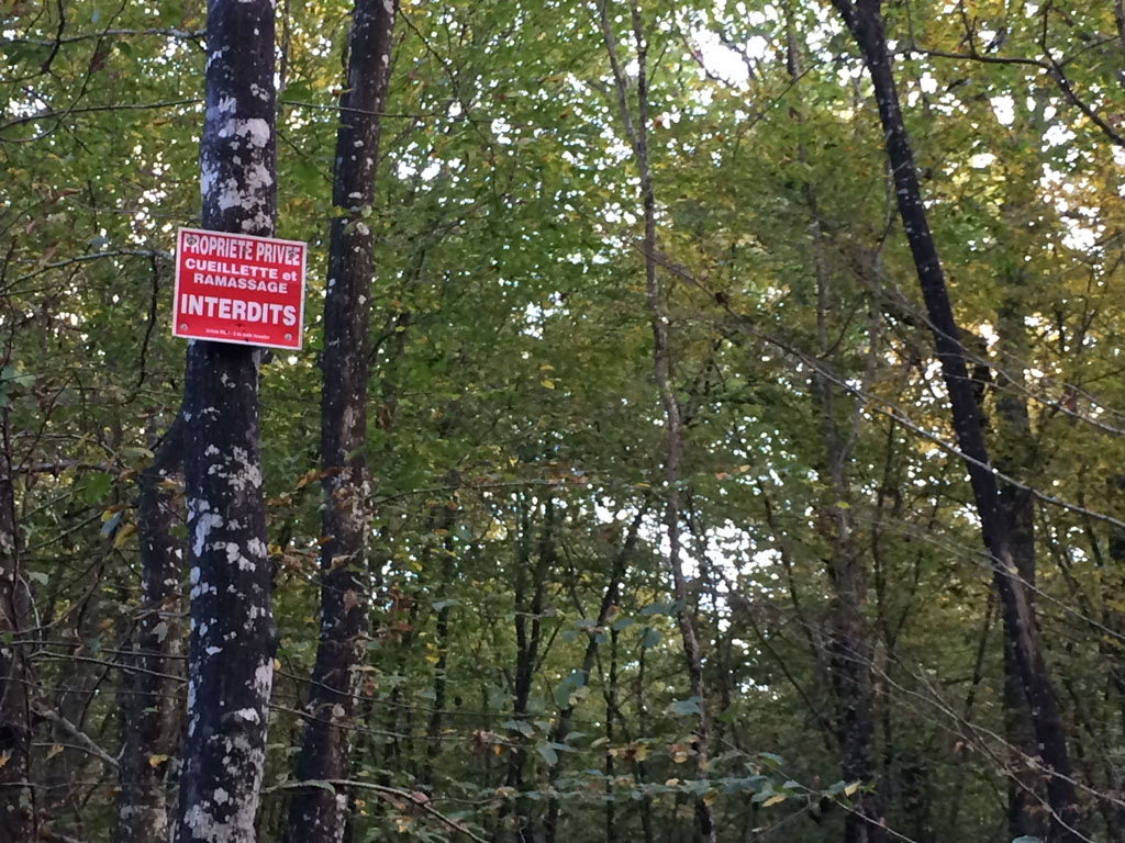 Sign prohibiting the collection of mushrooms and other edibles