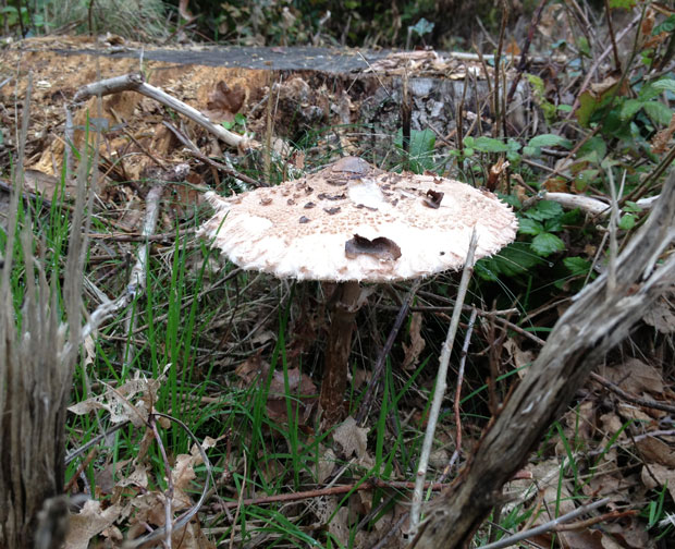 lepiota