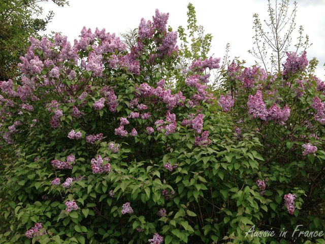 Le lilas est un arbuste