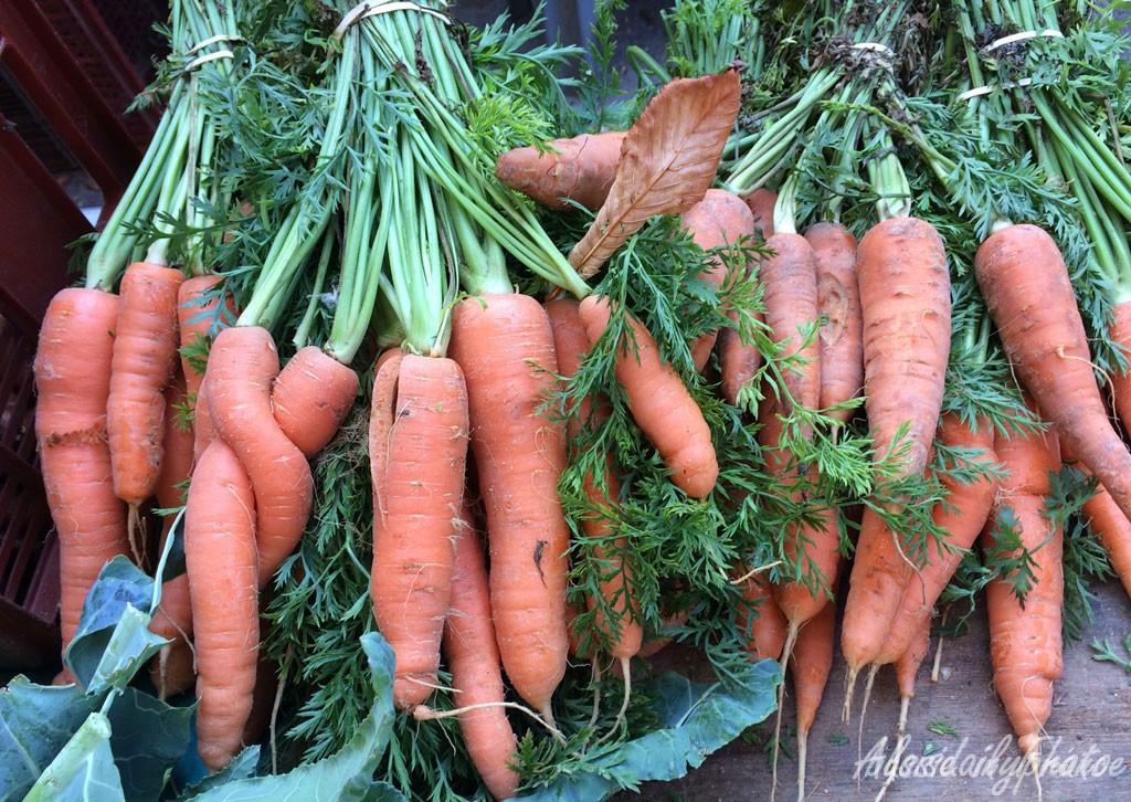 I know these lovey-dovey carrots aren't turnips but I don't have any turnip photos and I love this one!
