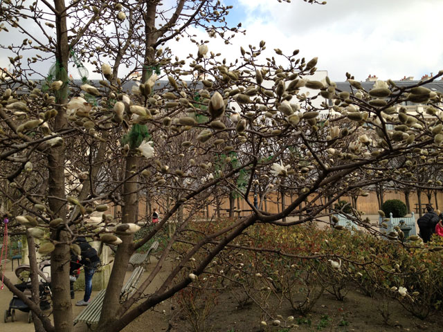 Magnolias starting to bloom in the Palais Royal gardens