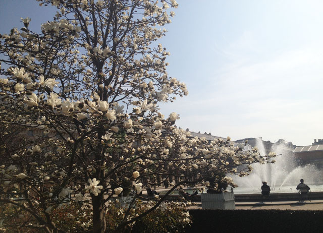 Magnolia in bloom in the Palais Royal gardens