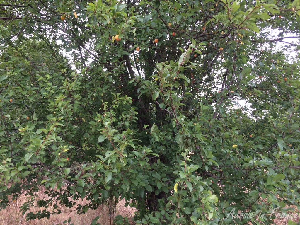 Little mirabelle plums not yet ripe