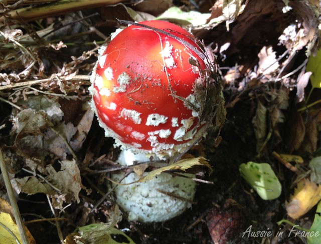 Un champignon qu'il ne faut jamais confondre !