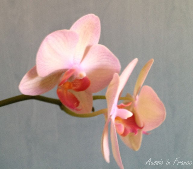 My latest reflowering moth orchid in Paris