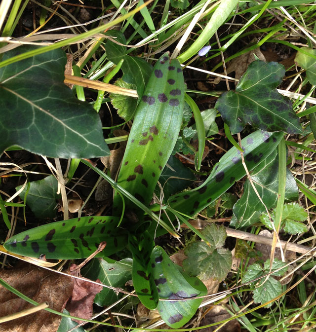 A native Touraine orchid with spotted leaves